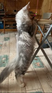 Котенок мейн-кун Черный белые пятна на лапках и/или груди MCO ns 22 09 Мальчик - фото 3