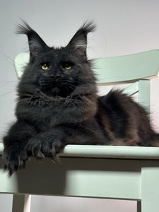 Maine Coon kitten O’Hara id 6309 Maine Coon kitten Черный MCO n Girl - photo 5