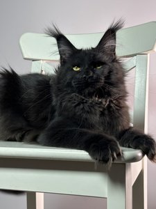 Maine Coon kitten O’Hara id 6309 Maine Coon kitten Черный MCO n Girl - photo 4