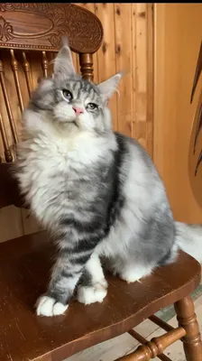 Maine Coon kitten Черный белые пятна на лапках и/или груди MCO ns 22 09 Boy