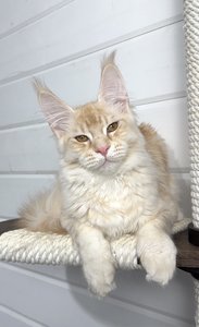 Hugo